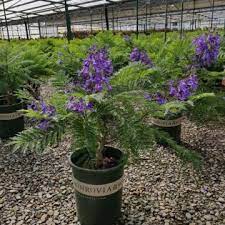 Check spelling or type a new query. Jacaranda Bonsai Blue Supplied By Hochberg Eo Plants Hochberg Export