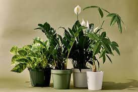 The average price for house plants ranges from $10 to $250. The 24 Best Indoor Plants Of 2021 Snake Plant Zz Plant And More