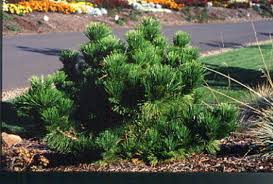 We did not find results for: Pinus Thunbergii Thunderhead Thunderhead Japanese Black Pine Conifer Trinomial American Conifer Society