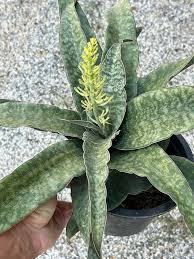 Image result for Streptocarpus sp.nov. aff. S. grandis