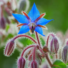 Image result for Hermannia boraginiflora