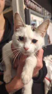 Deceased female cat found in Newcastle upon Tyne