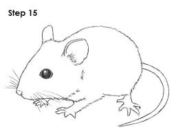 Http Www How2drawanimals Com Images Mouse Draw Mouse 15 Jpg Mouse Drawing Cute Easy Drawings Animal Drawings