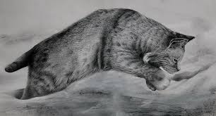 He has just eaten all the cat food in the world and is happy now. Pounce Drawing By Jean Cormier