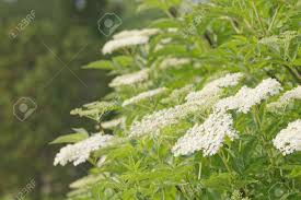 A medicine cat's main job is to heal their fellow clanmates of their wounds and sicknesses. Branch Of Elder Flowers Suitable To Use To Make Lemonade Stock Photo Picture And Royalty Free Image Image 43421675