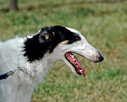Hunting with borzois increased in 1861. Dosya Borzoi Portrait Flickr2 Jpg Vikipedi