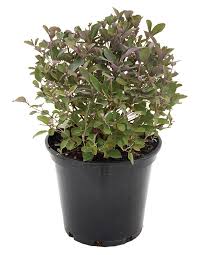 Image result for Vitex trifolia