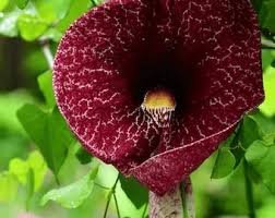 Image result for Aristolochia littoralis