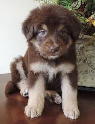 Thank you for taking the time to look at our bordoodle puppies for sale. Bordoodle Puppies For Sale Dogsforsale Labradoodle Puppy Bordoodle Labradoodle Breeders