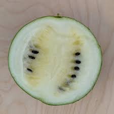 Image result for Citrullus lanatus