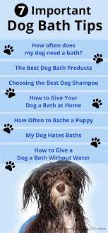 7 Important Dog Bathing Tips Dog Care Tips Best Dog Shampoo Dog Training