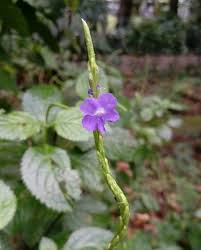 Image result for Stachytarpheta