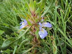 Image result for Hygrophila okavangensis