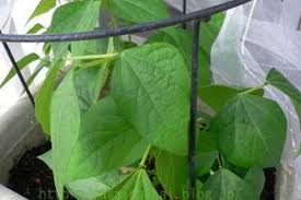 つるなしいんげん 秋まき5 ２５日目 下葉が枯れてきたのでアーリーセーフを散布 ベランダで野菜づくり