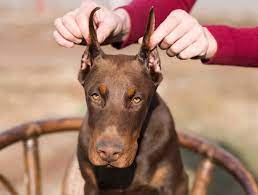 Dog ear cropping near me cost. At What Age Can You Crop A Doberman S Ears Doberman Planet