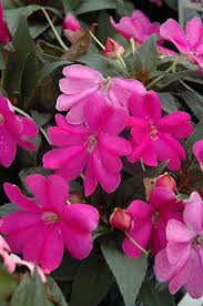 Image result for Impatiens sylvicola