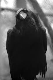 Once upon a midnight dreary, while i pondered, weak and weary, over many a quoth the raven «nevermore.» «prophet!» said i, «thing of evil! In The Name Of Goth Crow Raven Bird Black Bird
