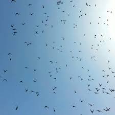 Colorful Birds Flying In The Sky Gif Https Encrypted Tbn0 Gstatic Com Images Q Tbn 3aand9gcs7aat00ra6k7ry0wmtt4gyridzgqb5kefrcw Usqp Cau