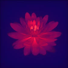 Beautiful pink roses, butterflies & blinking stars happy birthday card happy birthday! Loop Flower Gif By Davestrick Find Share On Giphy