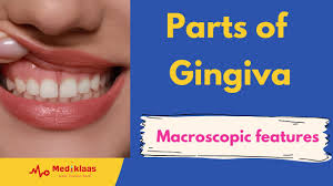 Image result for Gingiva