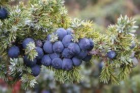 Image result for Juniperus