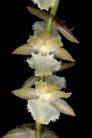 Image result for Diaphananthe pellucida