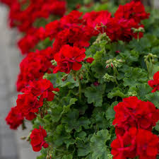 Image result for Pelargonium