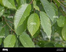 Feuille dentelée arbre