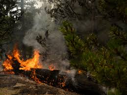 How are carbon offset projects being used to compensate for greenhouse gas emissions?