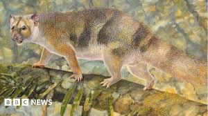 Image result for Aneulophus