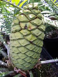 Image result for Encephalartos schmitzii