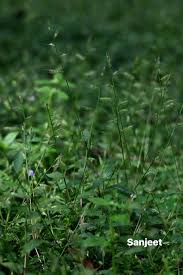 Image result for Arthraxon lancifolius