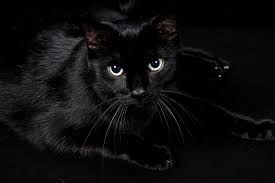 The rspca said it sees more black and black and white cats come into its care than any other colour of feline. People Actually Adopt Black Cats For Halloween Costume Props