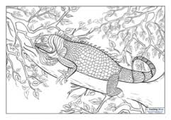 We feel more relaxed by paying attention to the present moment. Mindfulness Colouring Images Animals Teaching Ideas