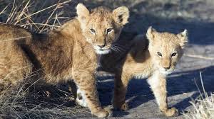 Cela signifie que vous ne devez pas dire 14 heures, mais 2 heures, pas 15 heures, mais 3 heures, etc. Lion Le Roi Des Animaux Traque Wwf Suisse