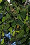 Image result for Hippocratea volkensii