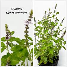 Image result for Ocimum natalense