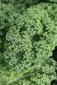 Le Chou Kale N Aura Plus De Secrets Pour Vous Avec Nos Nombreuses Recettes De Ce Legume Aux Nombreux Bienfaits Recette Chou Kale Recette Chou Kale Recette Chou