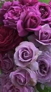 Lavender Roses Wholesale Flowers Wholesale Roses Lavender Roses