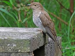 Image result for Priva flabelliformis