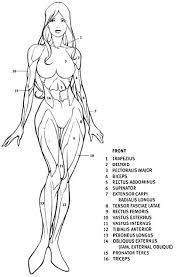 Female torso anatomy silhouette royalty free vector image. Major Muscles And Forms Graphic Comic Book Style Figure Drawing Human Figure Drawing Art Reference