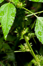 Image result for Acalypha polymorpha