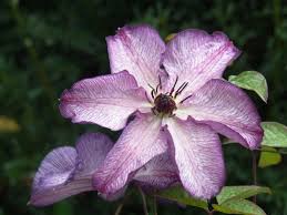 Stop by the super clematis by night in downtown west palm to celebrate football's biggest game coming to miami this thursday. Clematis Neuheiten