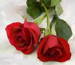 Bunga mawar merah is on facebook. Bunga Mawar Merah Florist Jakarta Toko Bunga Di Jakarta Barat 0822 99148647 Www Bungarawabelong Com