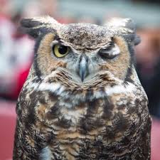 Stella the Owl (@StellaEPZ)