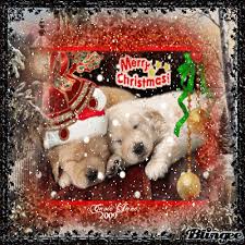 A wide variety of merry christmas dog options are available to you, such as material, apparel & accessory type, and style. Merry Christmas Pitbull Puppies Gif Pet S Gallery