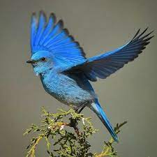 veronica tsang adli kullanicinin birds panosundaki pin bluebirds rengarenk kuslar hayvan