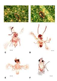 Egg parasitoids of the leafhopper Rhabdotalebra flava Catalano (Hemiptera:  Cicadellidae)