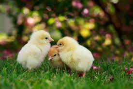 59 850 Baby Chicken Stock Photos Pictures Royalty Free Images Istock