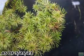 Image result for Rotala mexicana